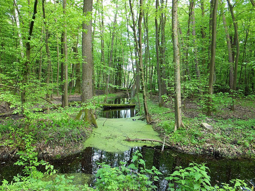 Kampinoski Park Narodowy — bory, wydmy i bagna
